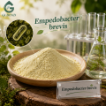 Empedobacter Brevis تجميد الثقافة الميكروبية المجففة