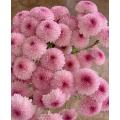 Abe গোলাপী স্প্রে chrysanthemum