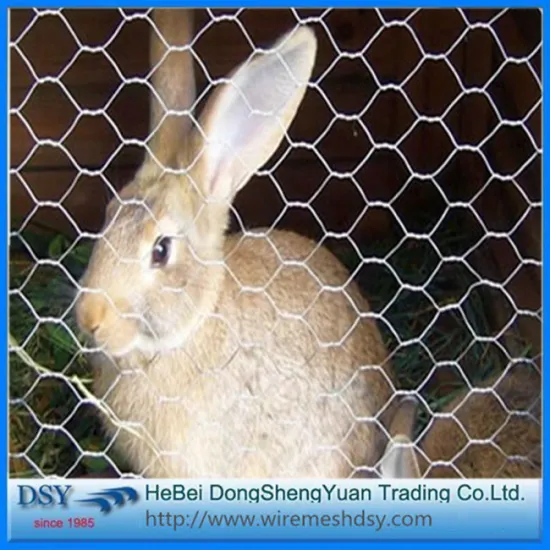 1/2'' Gi Hexgaonal Wire Mesh