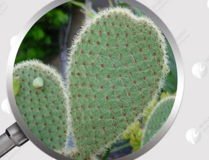 Cactus Plant Extract Cactus P.E. With Competitive Price