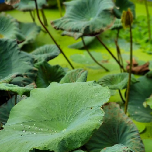 Natural Herb Extract Lotus Leaf Extract 98% Nuciferine