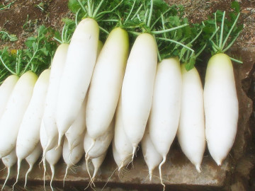 2014 New Season White Radish