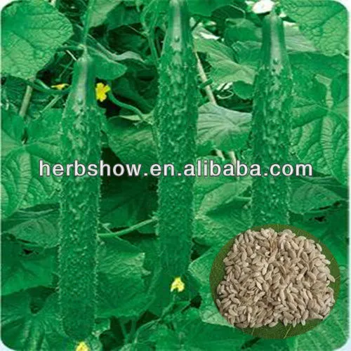 Hsludiwang No.2 F1 Hybrid Cucumber Seeds, High Quality Hsludiwang No