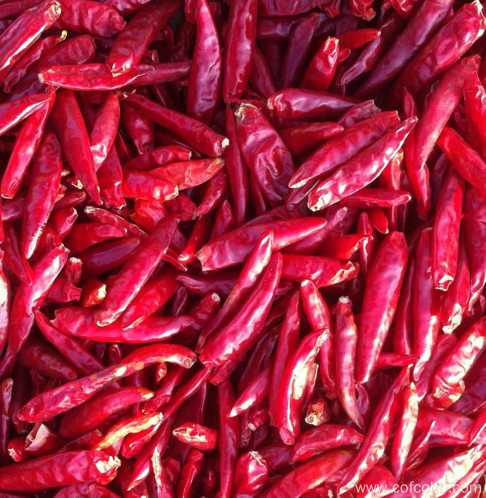 Dried Chili