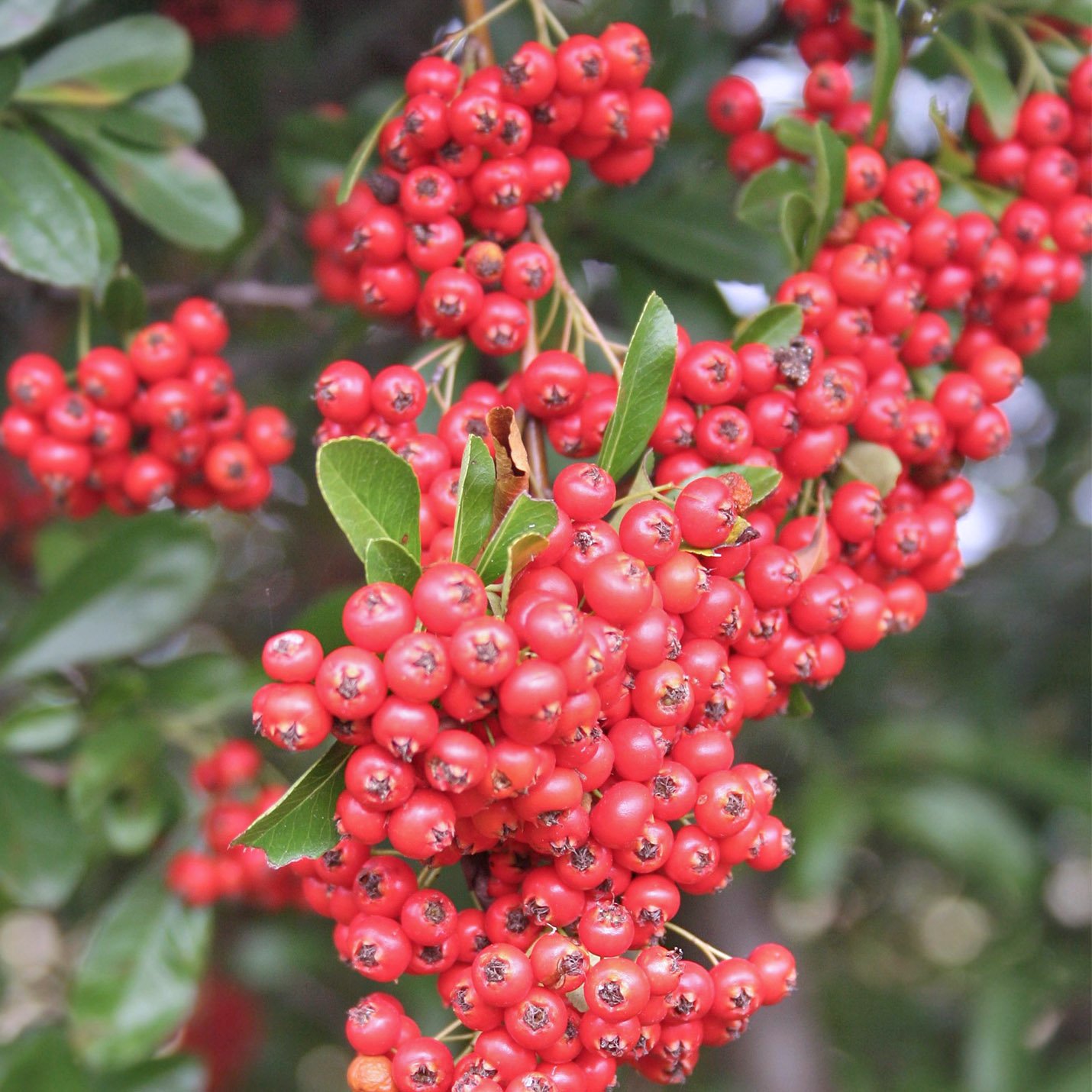 Uuzaji wa jumla wa mafuta muhimu ya Wintergreen