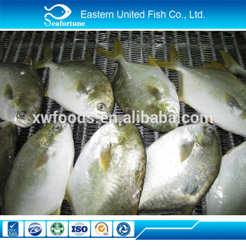 alibaba gold supplier export frozen yellow pomfret