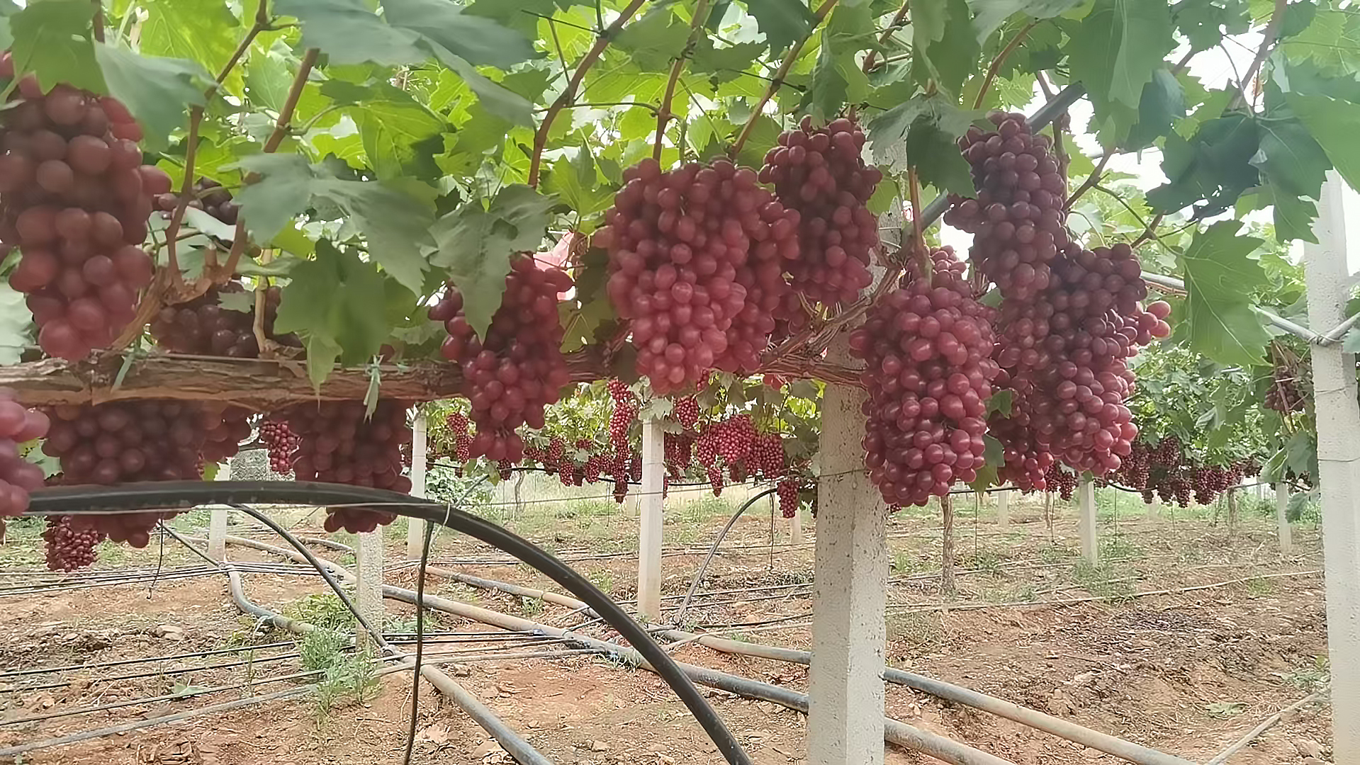 Princess Xiangfei Grape