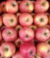 Högkvalitativt friskt nytt beskärning Qinguan äpple