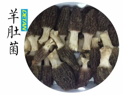 Fresh Morel Mushrooms Wild From Yunnan China