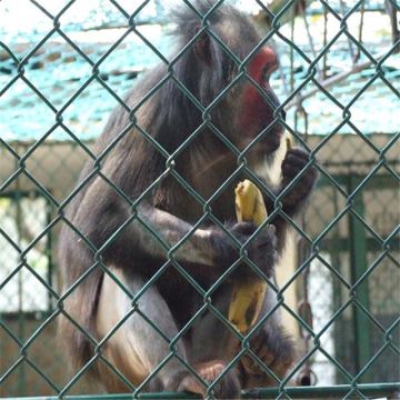 Rede de arame de ferro para cercas de metal para cercas de aves