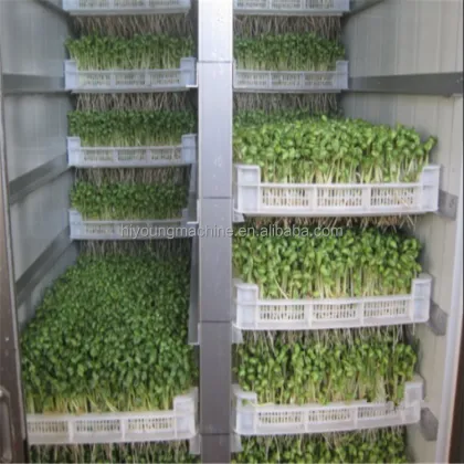 Mung Bean Sprout Machine: Commercial Sprout Equipment for Sprouting Seeds