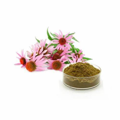 Wholesale Price Echinacea Extract