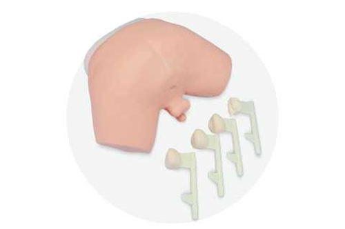 Prostate Examination Model