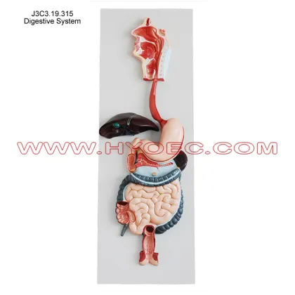 Digestive System-J3C3.19.315