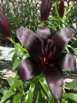 Lys de pulvérisation Black Knight