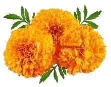 Flor Flower