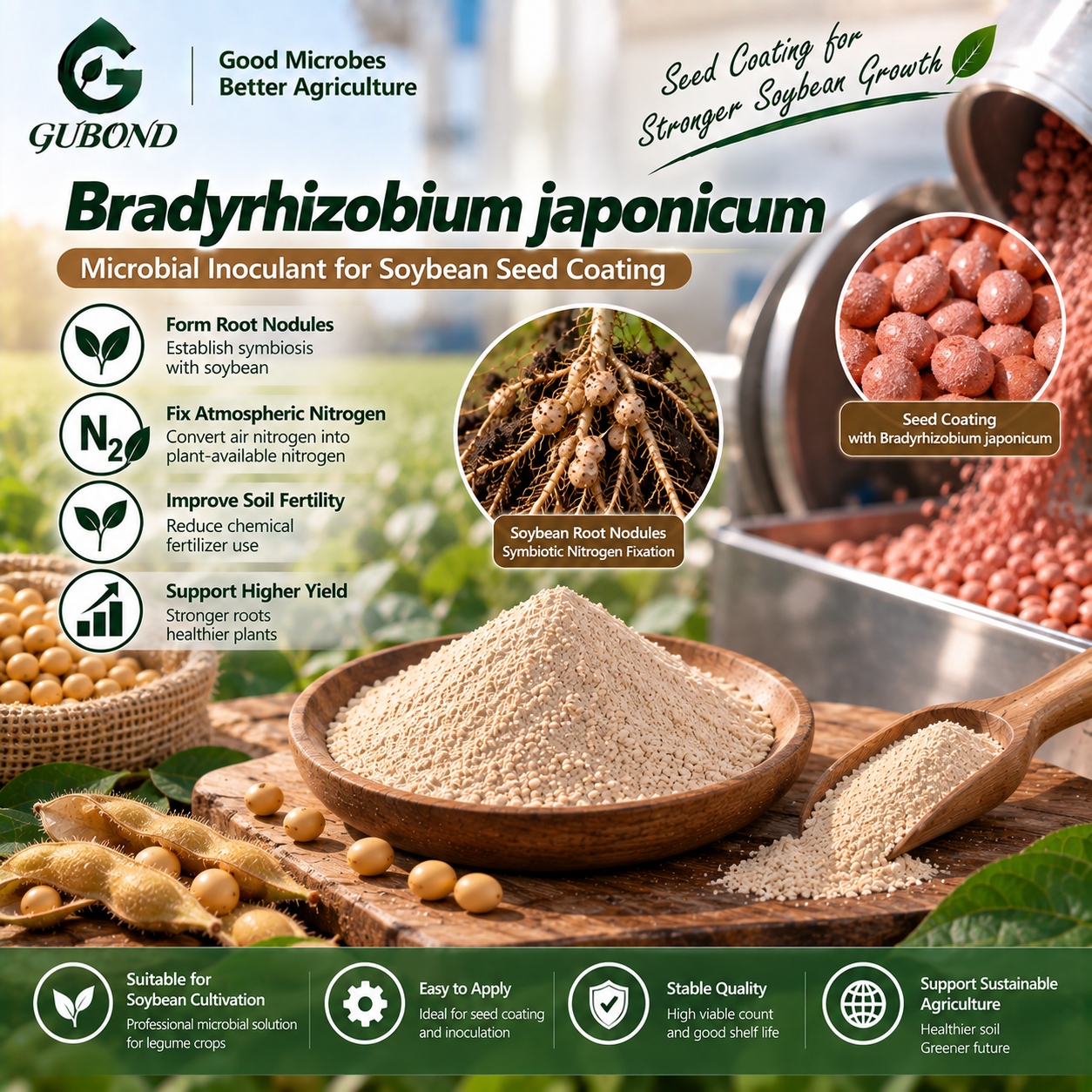 Bradyrhizobium japonicum (4)