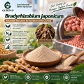 مسحوق بروبيوتيك Bradyrhizobium japonicum للأسمدة الحيوية المثبتة للنيتروجين في فول الصويا