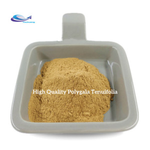 High quality Polygala Tenuifolia/Polygala Root