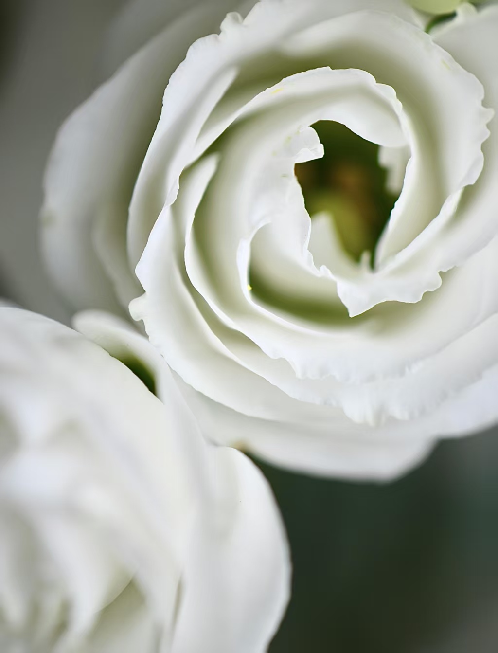White Lisianthus/Eustoma