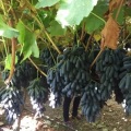 Uvas pretas Ziyu Tianzhu com formato de dedo