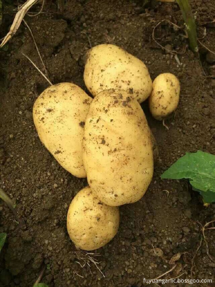 Potato 20