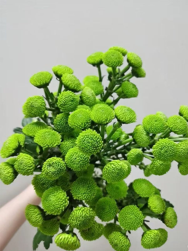 Spray chrysanthemum Green Forest Pompon1