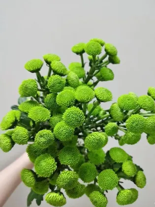 Spray chrysanthemum Green Forest Pompon