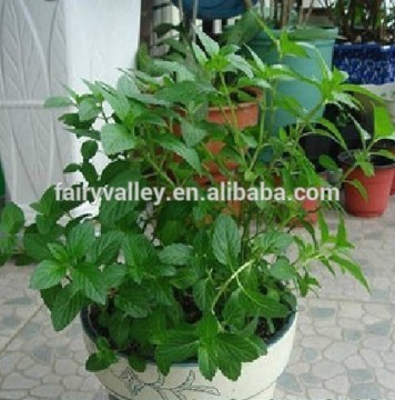 2015 High Quality Peppermint Seeds Mentha piperita seeds For Planting