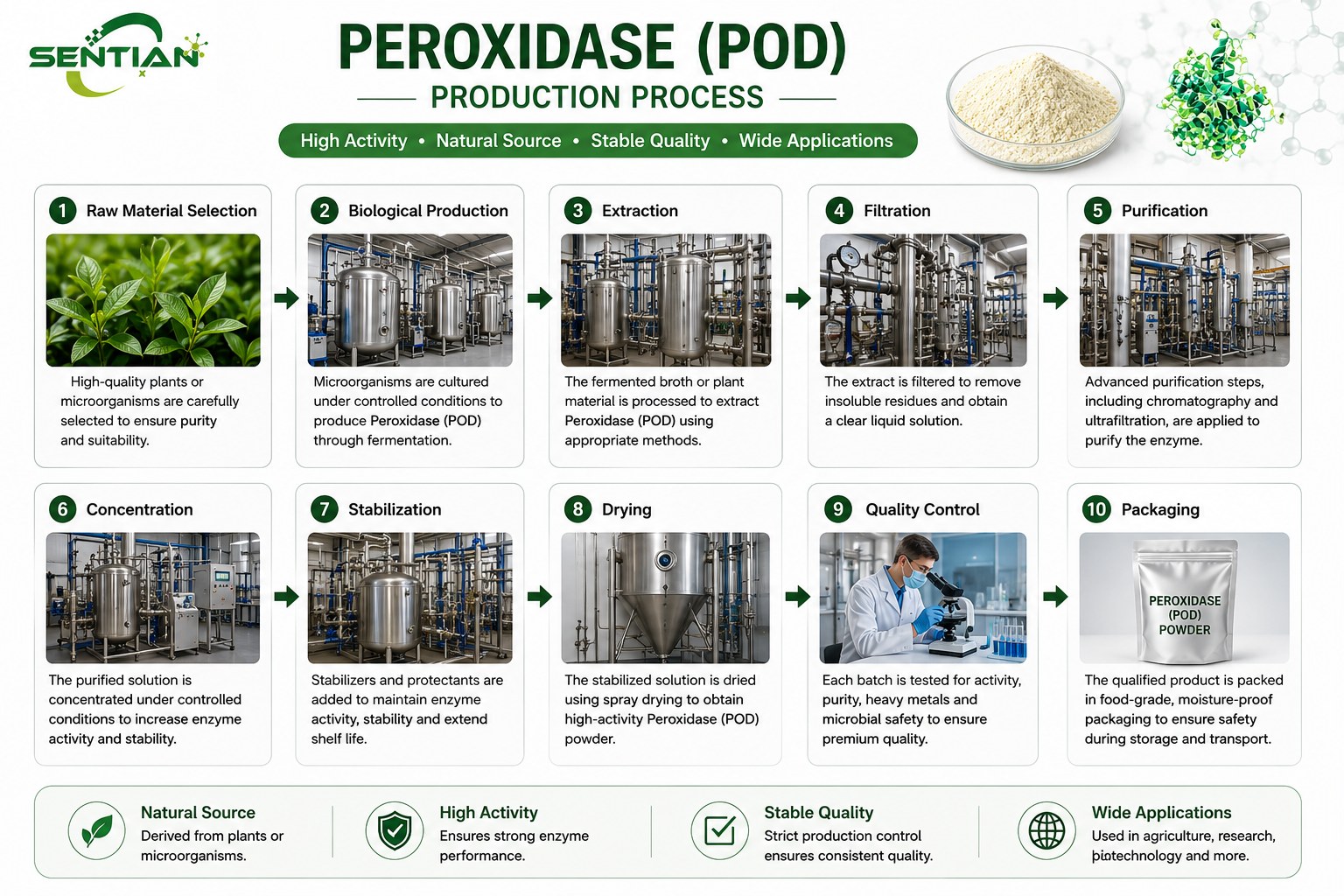 Peroxidase (POD)1
