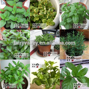 Mint Seeds Mentha Piperita Seeds For Planting