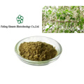 Organic Poplar Flower Extract: Pure Botanical Supplement for Wellness