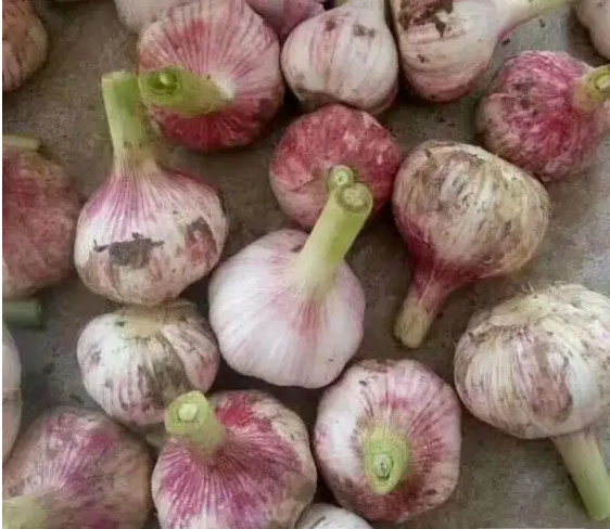 Hot Sale Top Quality Custom Garlic