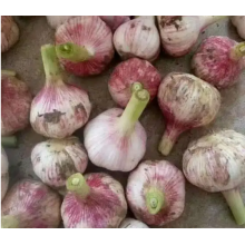 Heißer Verkauf von maßgeschneidertem Knoblauch von höchster Qualität