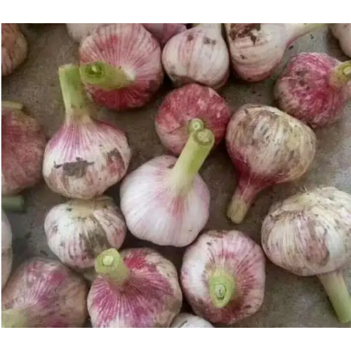 Heißverkaufs-mini-Knoblauch von höchster Qualität