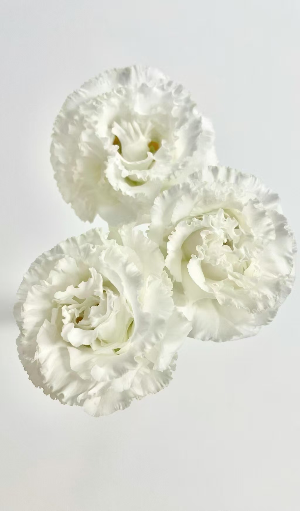 White Wave Lisianthus