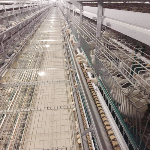 Compléter la cage de couche d&#39;oeuf en acier automatique pour la ferme