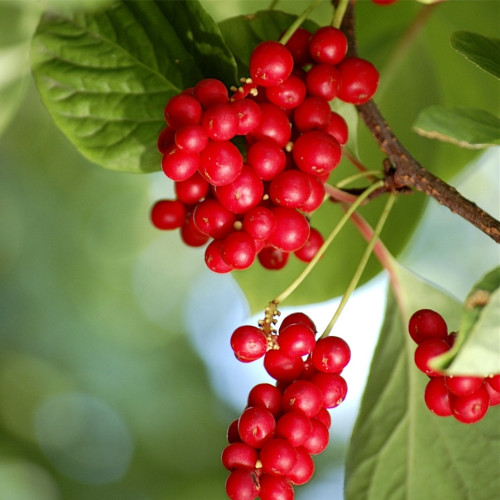 Natural schisandra chinensis extract