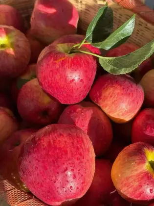 Tasty YN Fresh Apple Collection