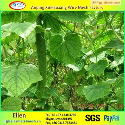 Plants protection net/plastic window netting/plastic climbing net(factory)