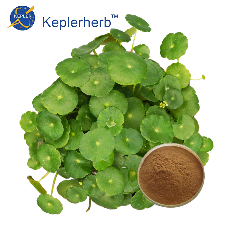 Gotu Kola Extract Powder