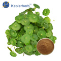 Gotu Kola Extract Powder