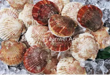 hot sale frozen scallop