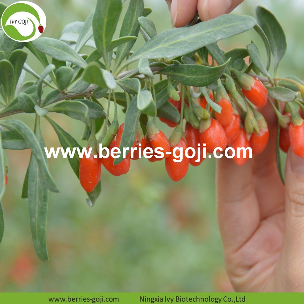 Conventional Goji Berries