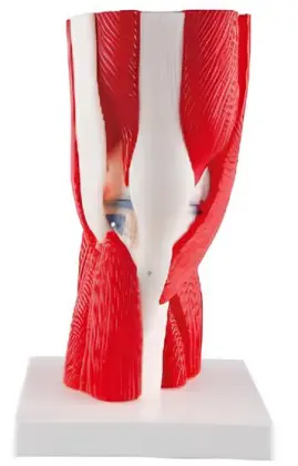 The knee joint is a muscle model