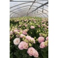 ইউনান পাইকারি তাজা কাটা ফুল গোলাপী Lisianthus