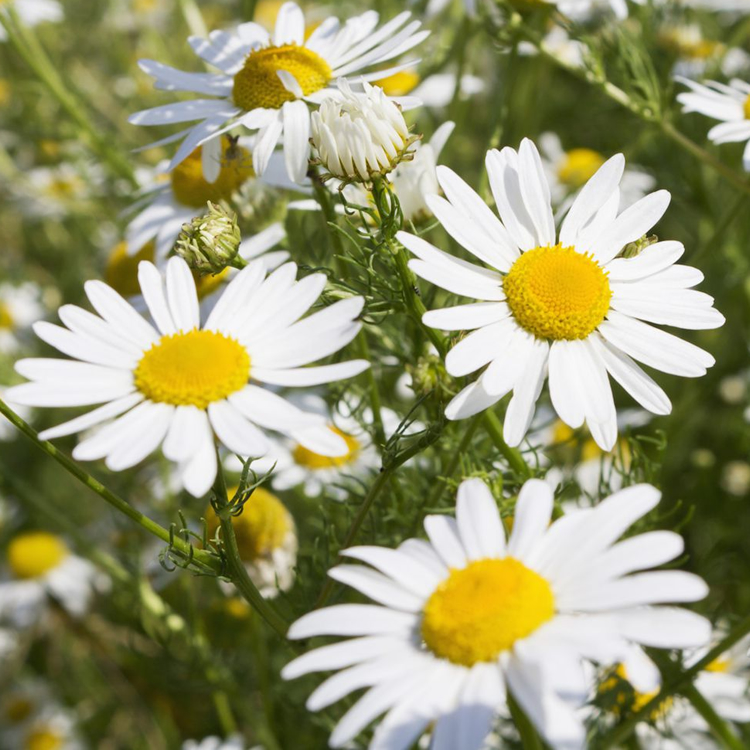 Chamomile Extract