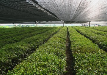 Plant Shade Net