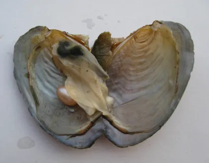 Freshwater Pearl Oyster in the can