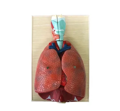Life Size Plastic Human Respiratory System with Heart and Lung Demonstration Model